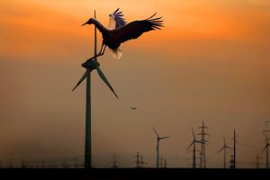 Windkraftanlage mit Vogel