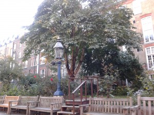 Baum in St. Pauls Church Garten